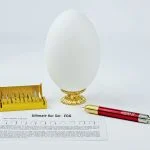 Emu Egg with Vortex F5 carver and Ultimate bur set for egg