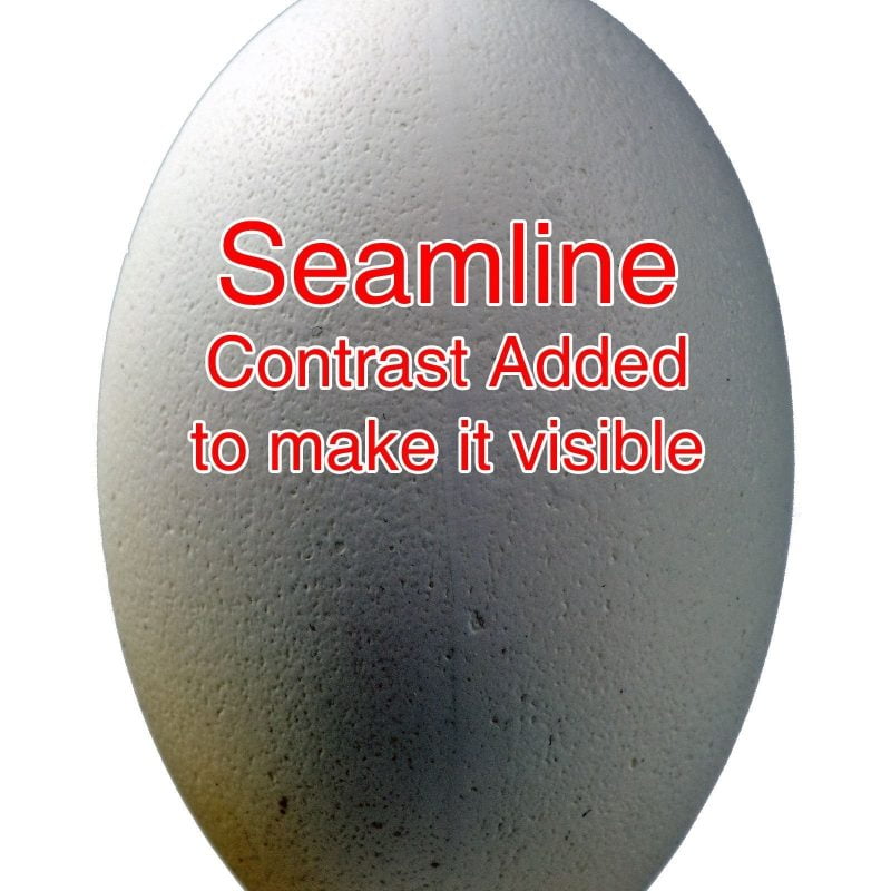 Emu Egg showing seam line with added contrast