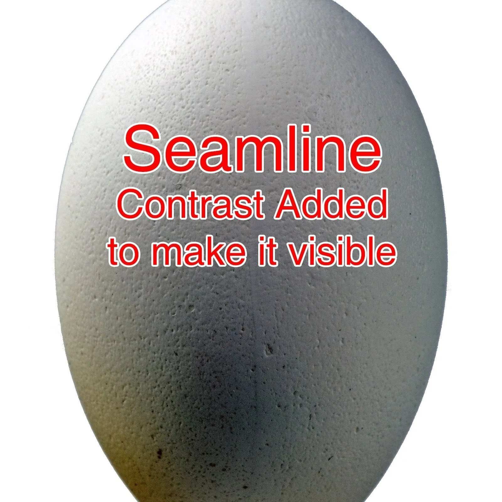 Amazing Emu Egg For Egg Carvers 6 Emu Egg showing seam line with added contrast